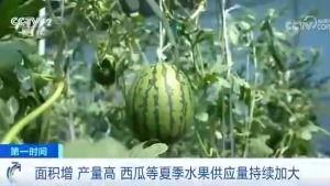 湖州吃瓜群众小良,吃瓜群众的独特视角