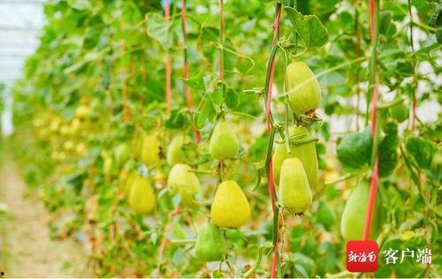 吃瓜群众有哪些人物名字,揭秘吃瓜群众中的风云人物