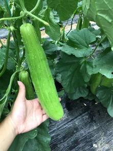 吃瓜群众我只想说,吃瓜群众视角下的娱乐圈风云录