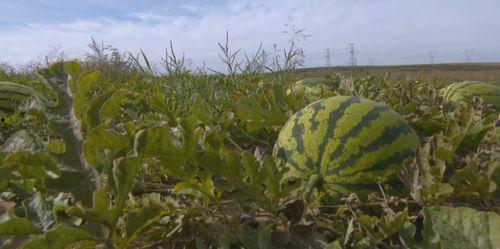 草丛中的吃瓜群众是什么,揭秘网络围观现象背后的心理与社会效应